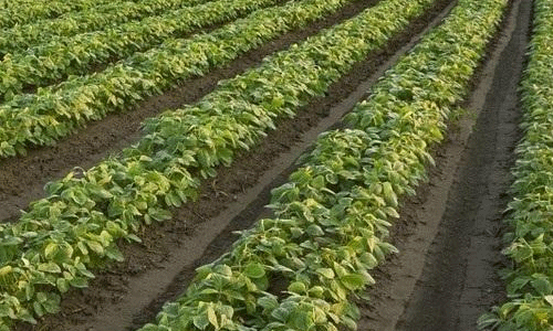大豆怎么种植和管理方式有哪些