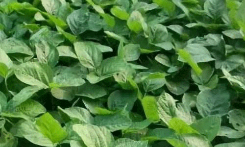黄豆种植中遇到病虫害要怎么办